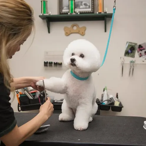 While poodle having its leg fur groomed