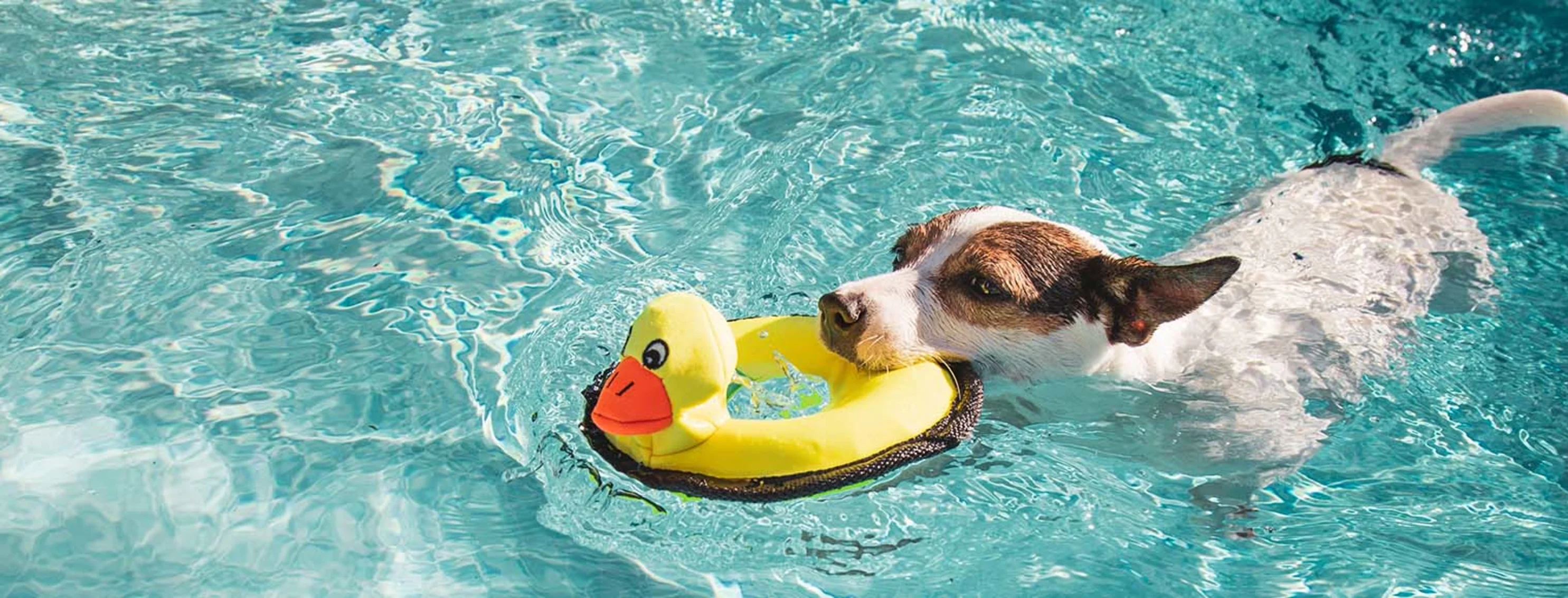 Dog playing with a toy in the pool
