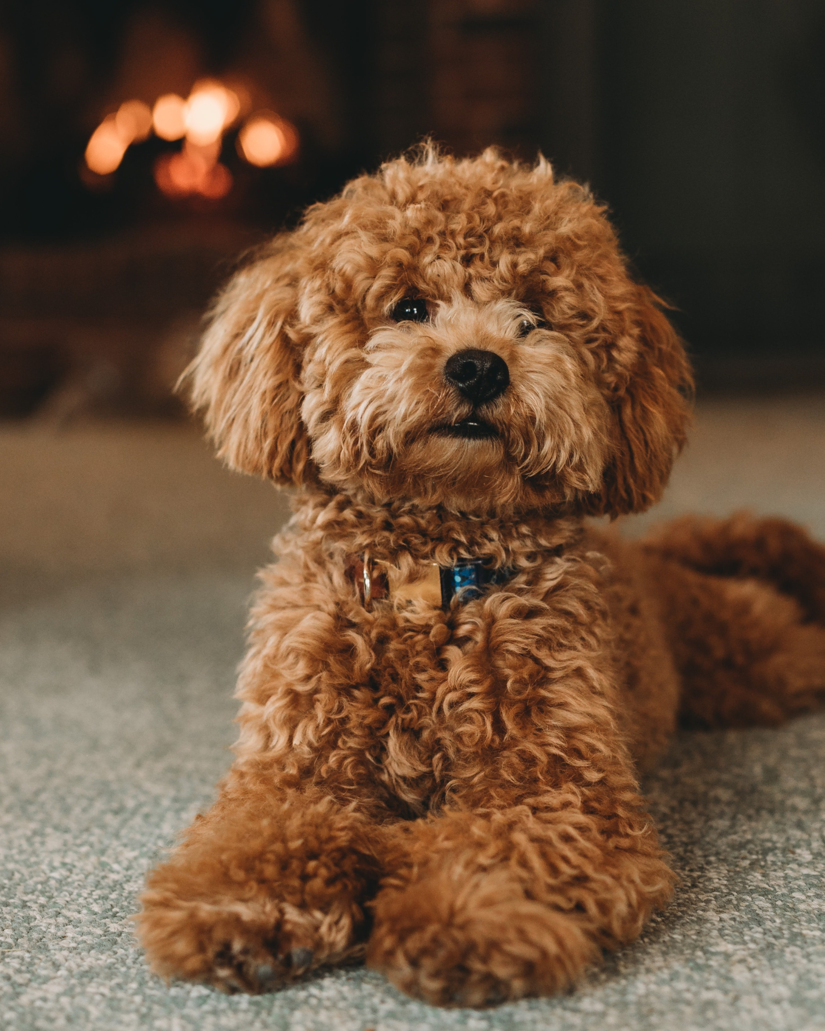 Dog in front of fire