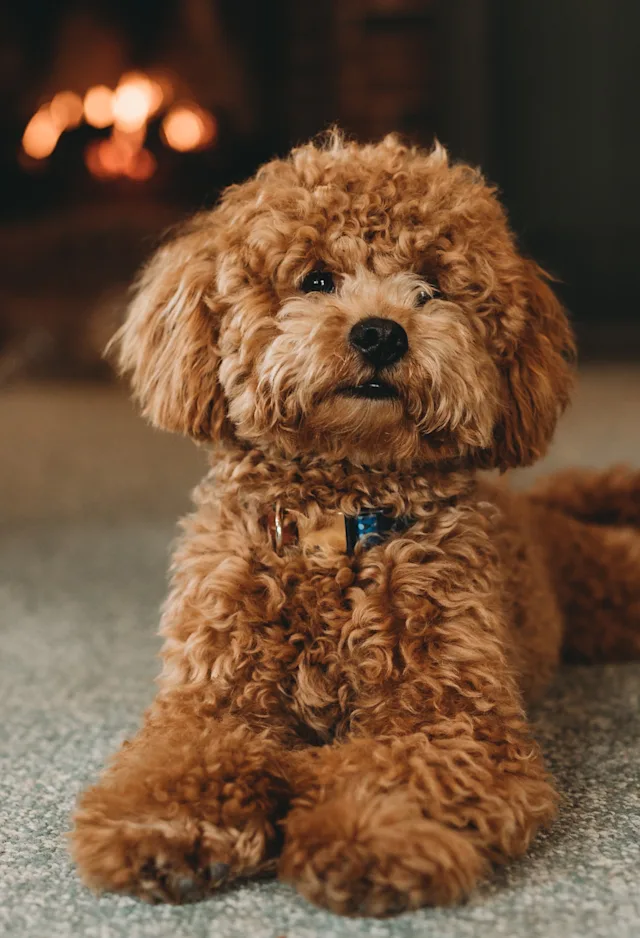 Dog in front of fire Dog in front of fire