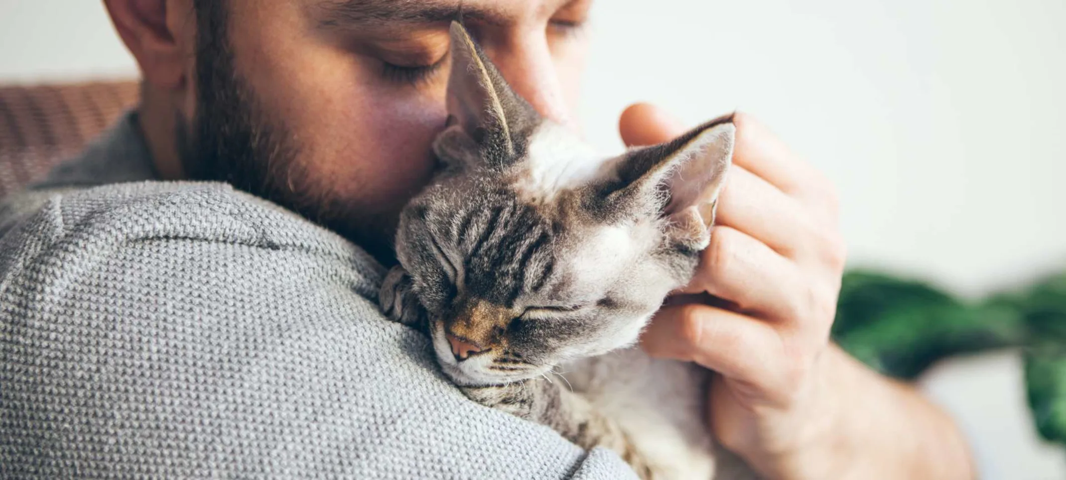 Owner kissing top of his cat's head. Owner kissing top of his cat's head.