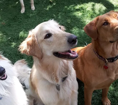 Four Dogs Sit in the Grass and Smile