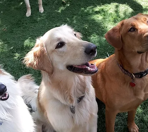 Four Dogs Sit in the Grass and Smile Four Dogs Sit in the Grass and Smile