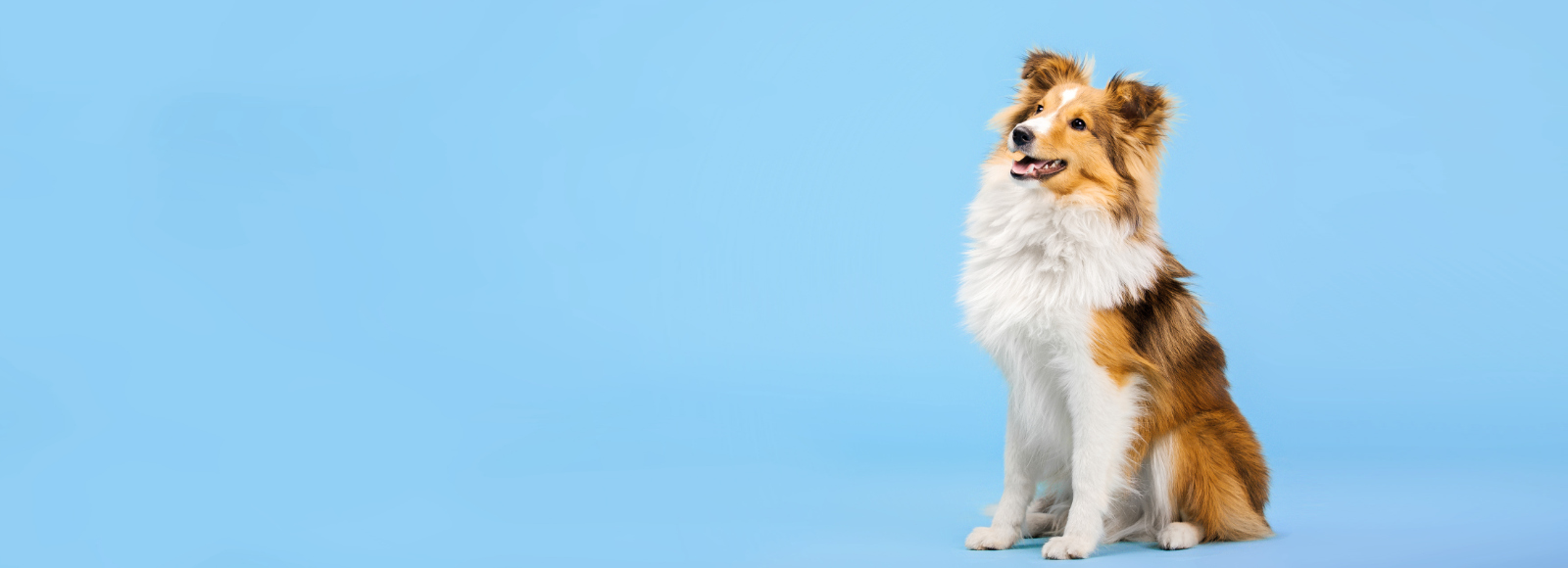 Brown/White Dog in front of light blue studio background