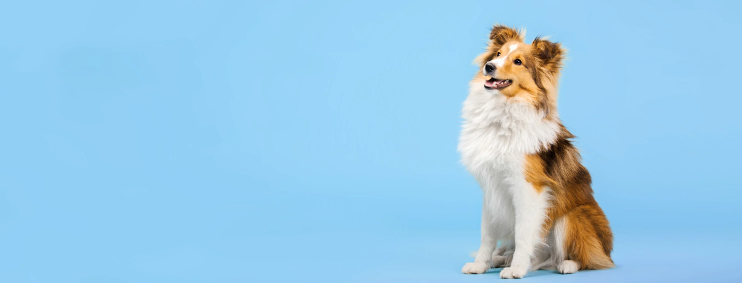 Brown/White Dog in front of light blue studio background Brown/White Dog in front of light blue studio background