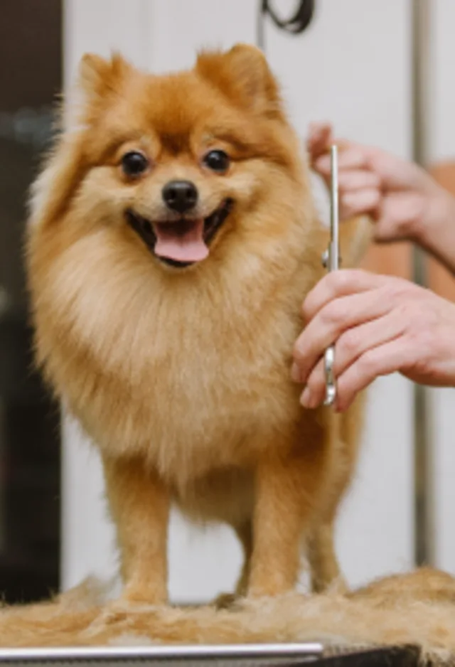 Dog being groomed Dog being groomed