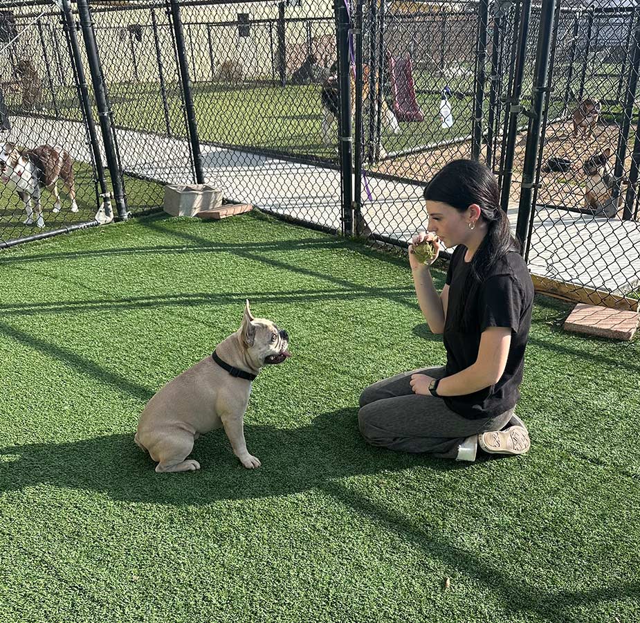 Dogs in outdoor yard with employee in Southlake Dog Daycare