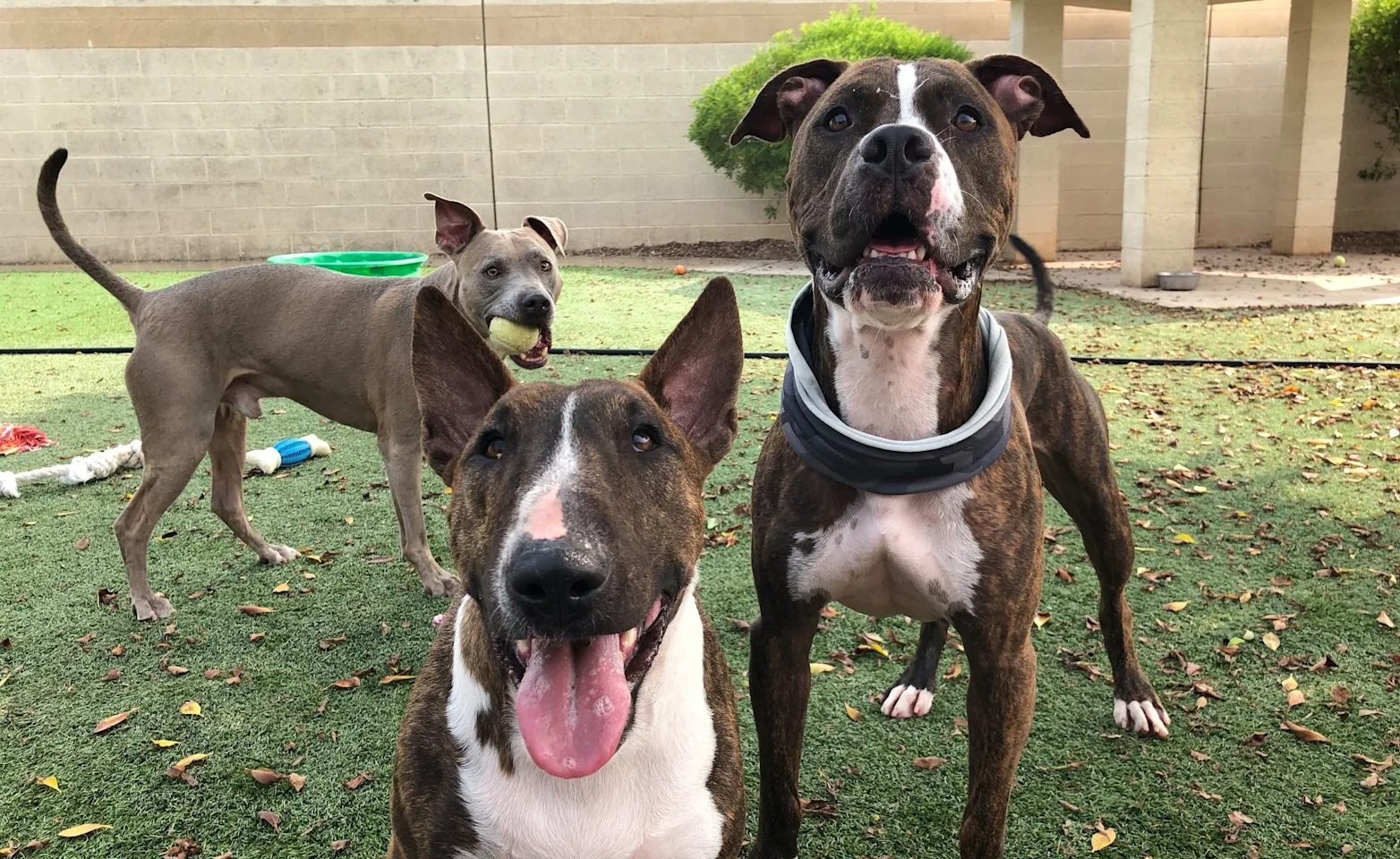 3 Dogs in the play yard at 4 Paws Pet Resort 3 Dogs in the play yard at 4 Paws Pet Resort