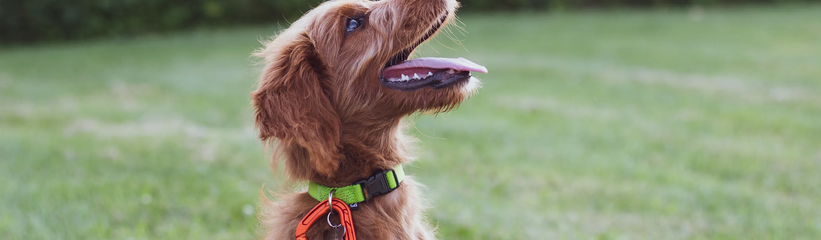 A brown dog looking up in the sky A brown dog looking up in the sky