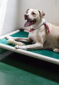dog with bone in bed