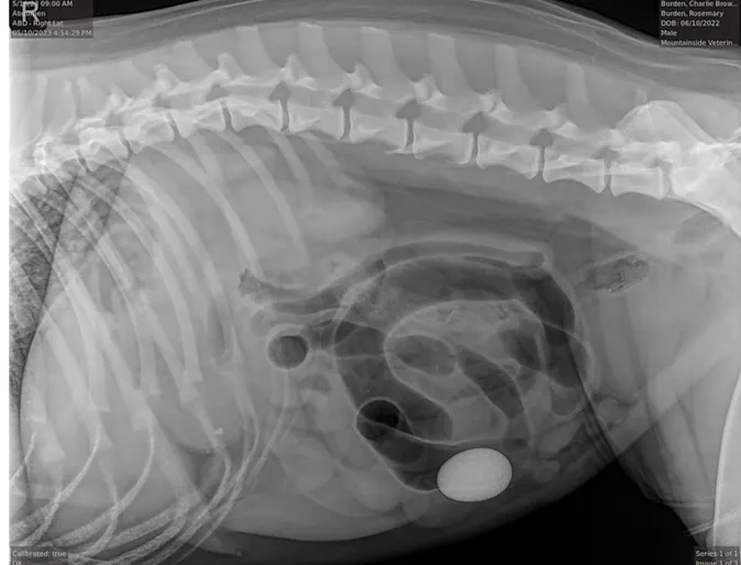 xray of dog's abdomen