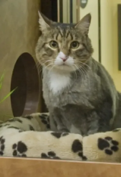 Cat sitting in bed Cat sitting in bed
