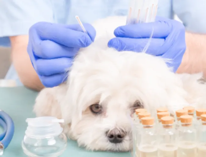 Acupuncture Special - Dog receiving acupuncture by doctor Acupuncture Special - Dog receiving acupuncture by doctor