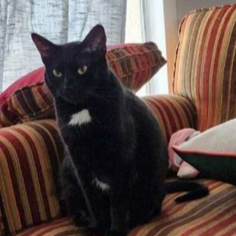 Xena Xena