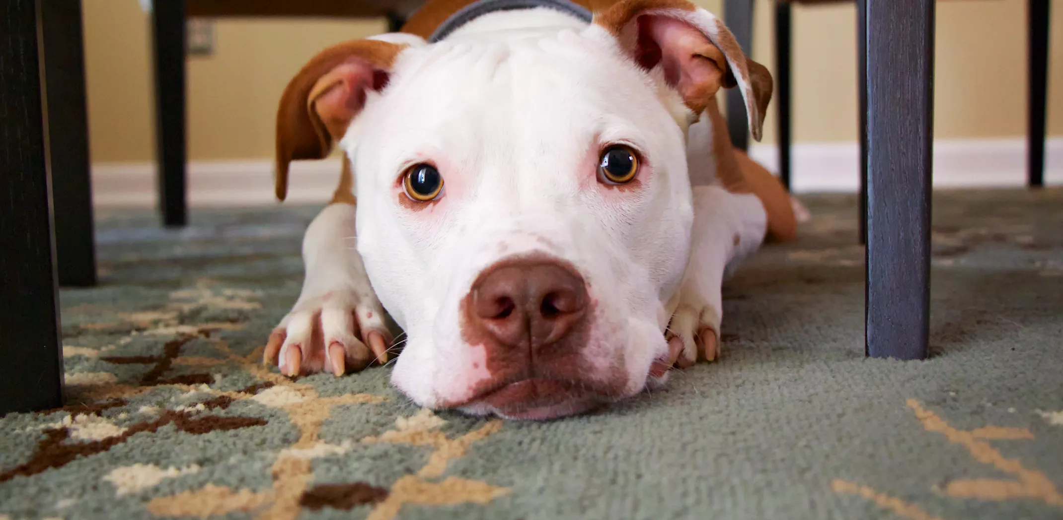 Dog laying on carpet looking at camera