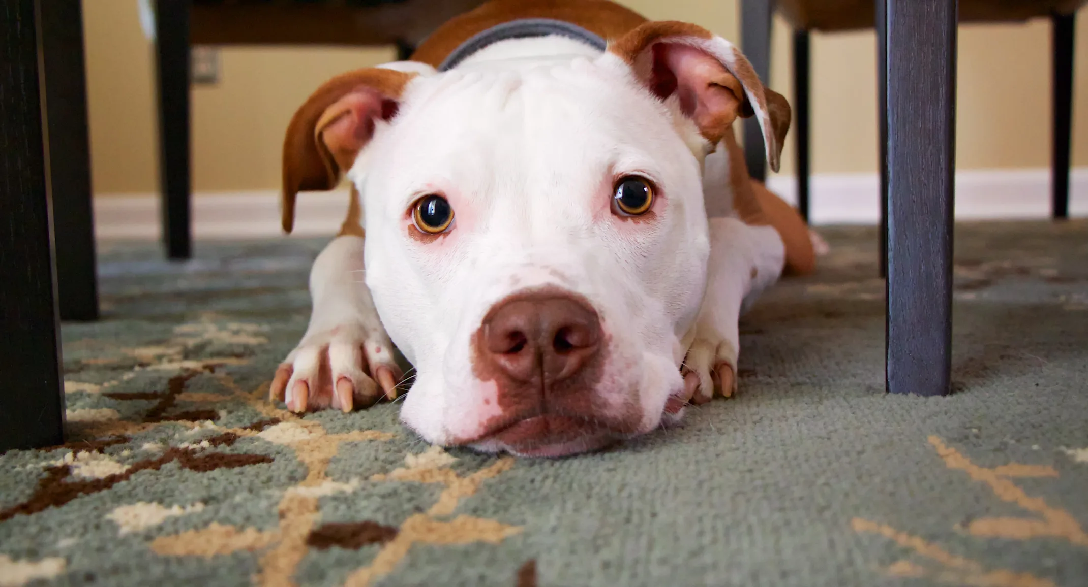 Dog laying on carpet looking at camera