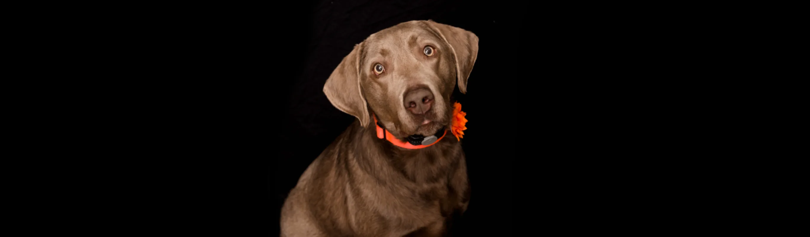 A photo of a Weimaraner with a flower collar