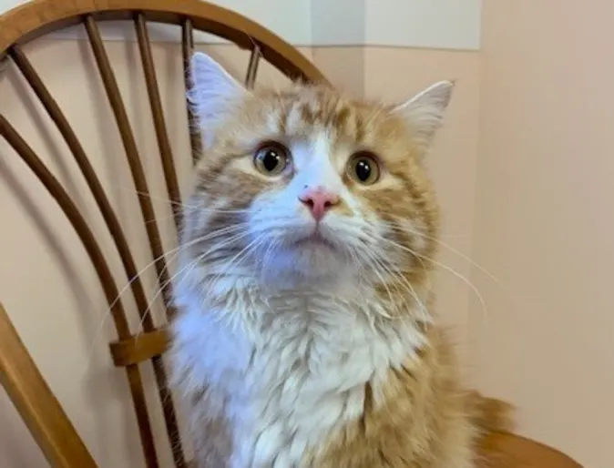 Cheetopuff the cat Cheetopuff the cat