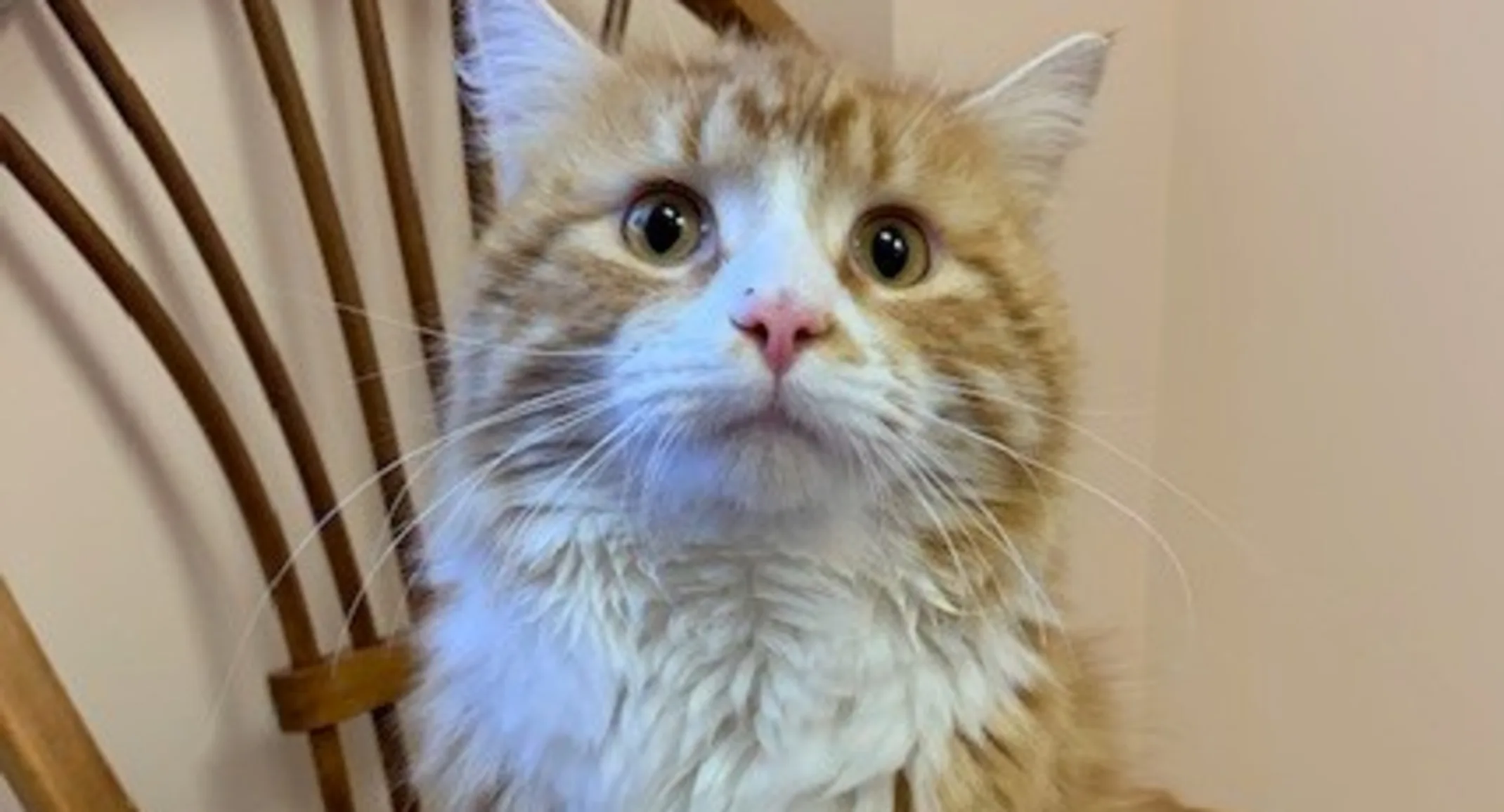 Cheetopuff the cat Cheetopuff the cat