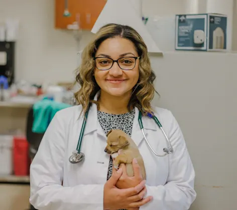 Veterinarian holding a tiny puppy. Veterinarian holding a tiny puppy.