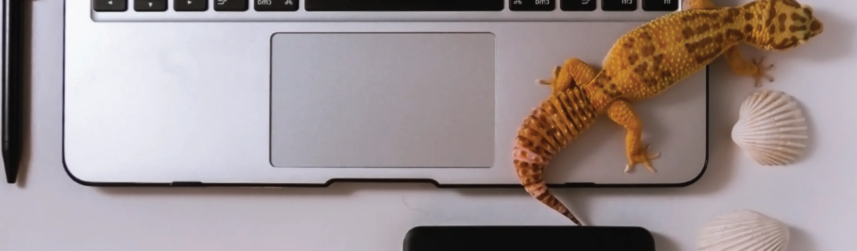 Lizard on laptop on table