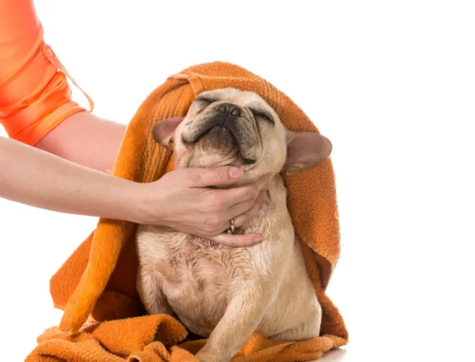 Small dog being dried with orange towel