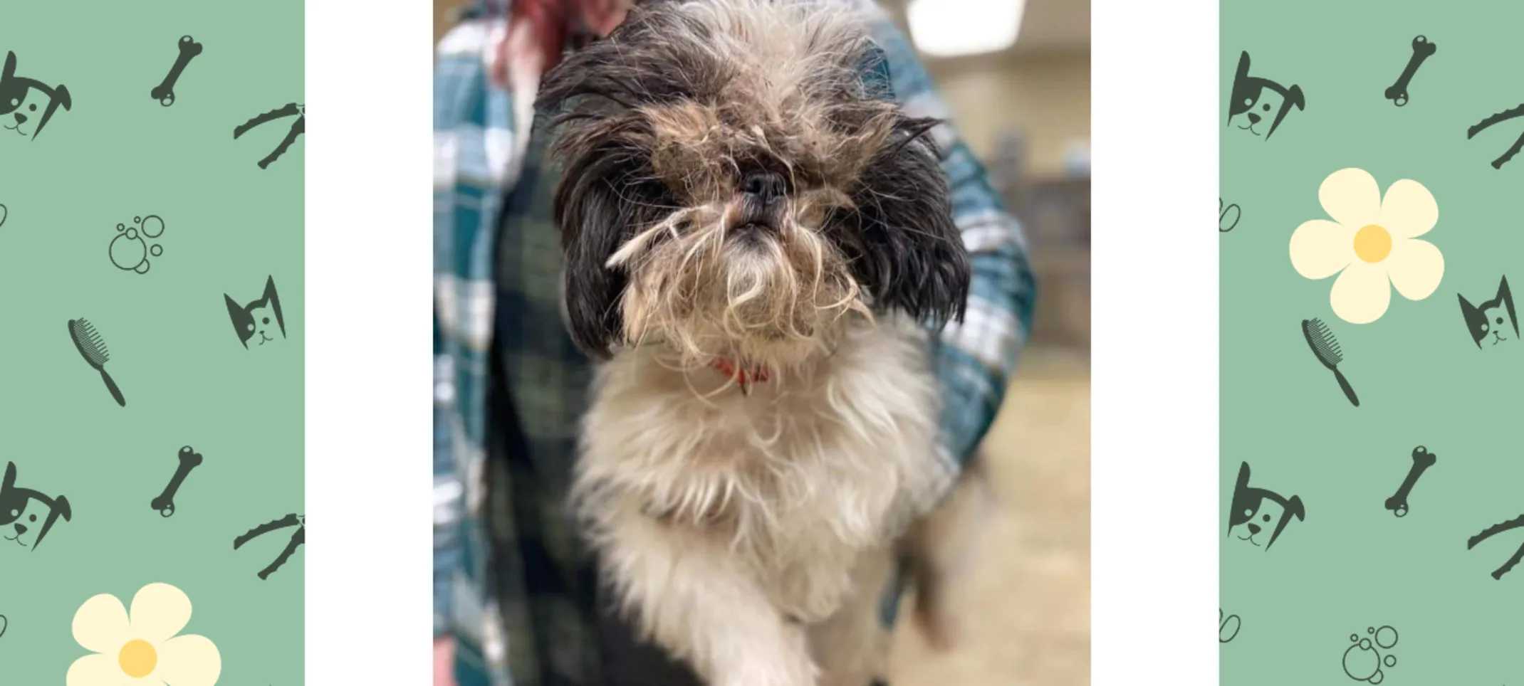 Dog Groomed at Highway 92 Animal Hospital Dog Groomed at Highway 92 Animal Hospital