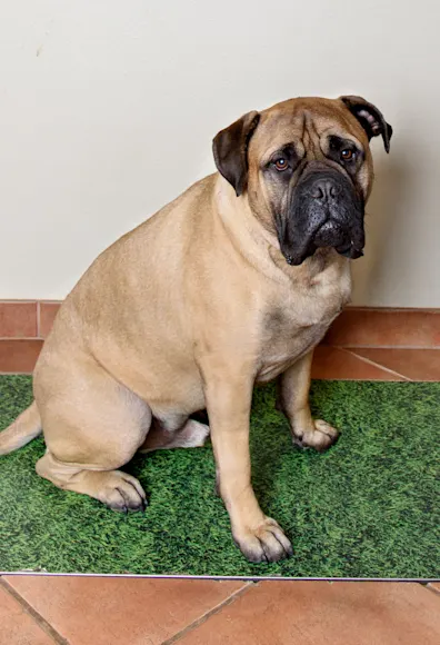 Dog on a scale at South Suburban Animal Hospital Dog on a scale at South Suburban Animal Hospital