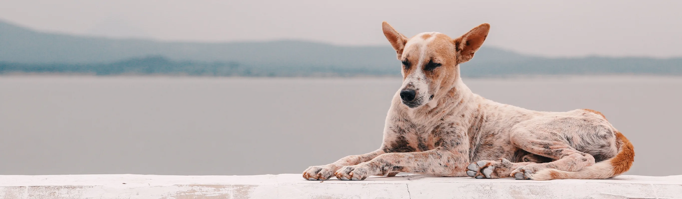 Dog sitting on wall