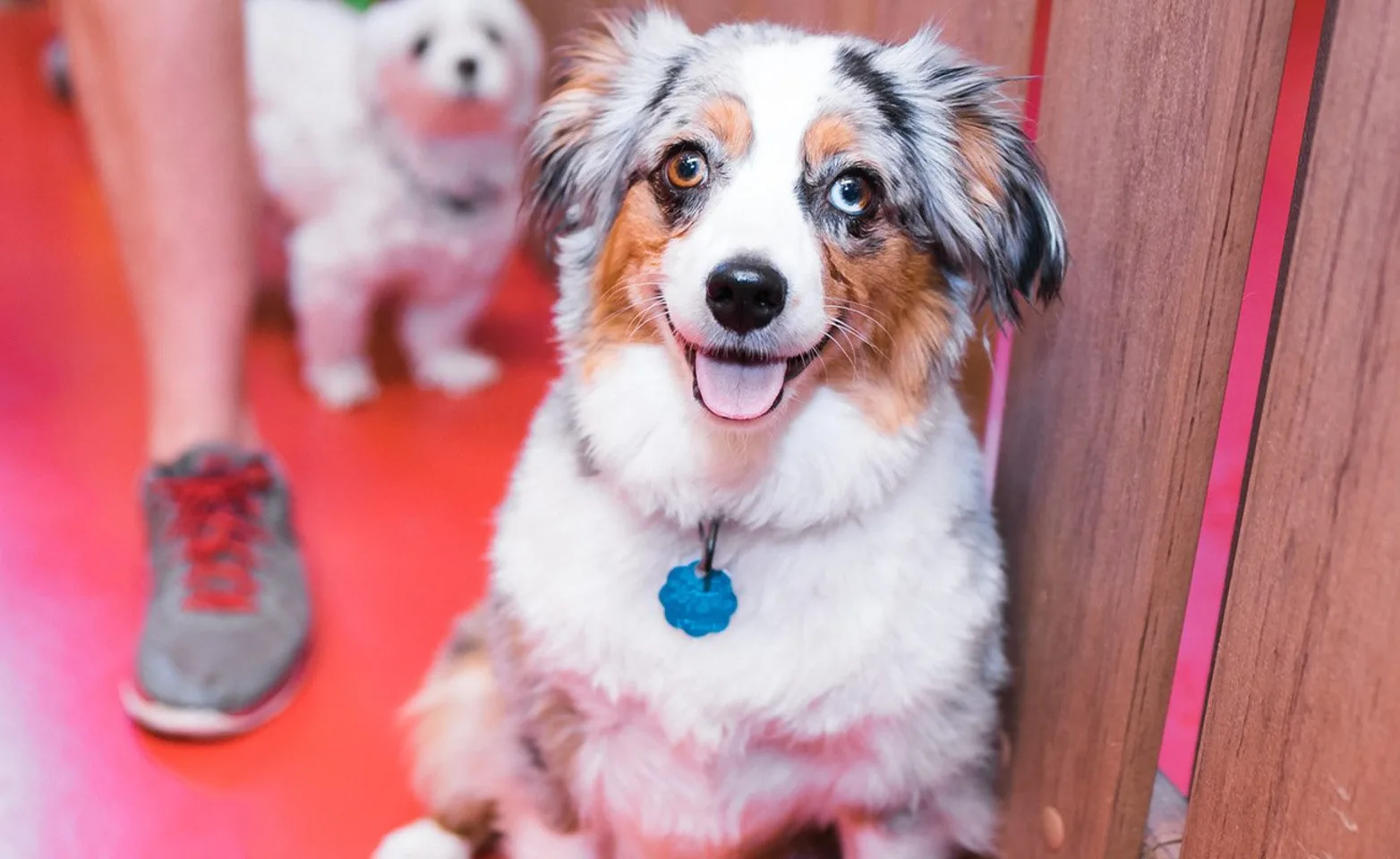 Australian Shepherd puppy at City Bark Thornton, dog boarding services. Australian Shepherd puppy at City Bark Thornton, dog boarding services.