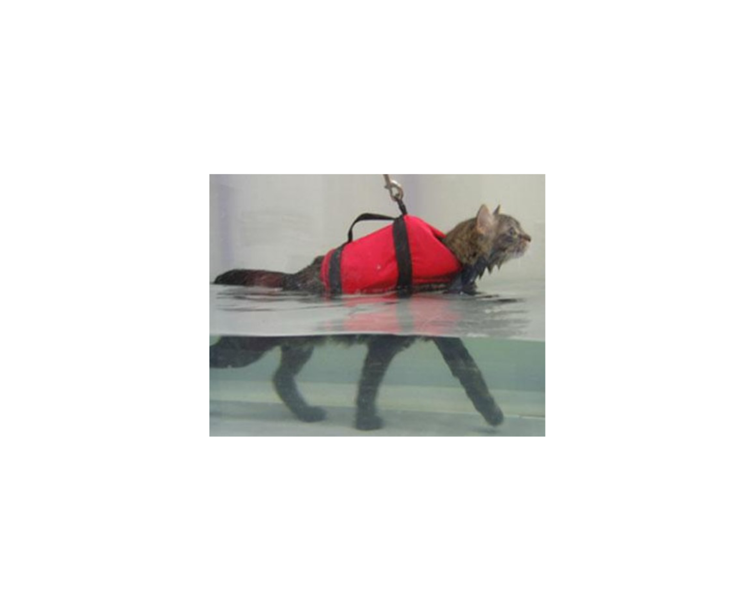 Cat with a life vest using an underwater treadmill