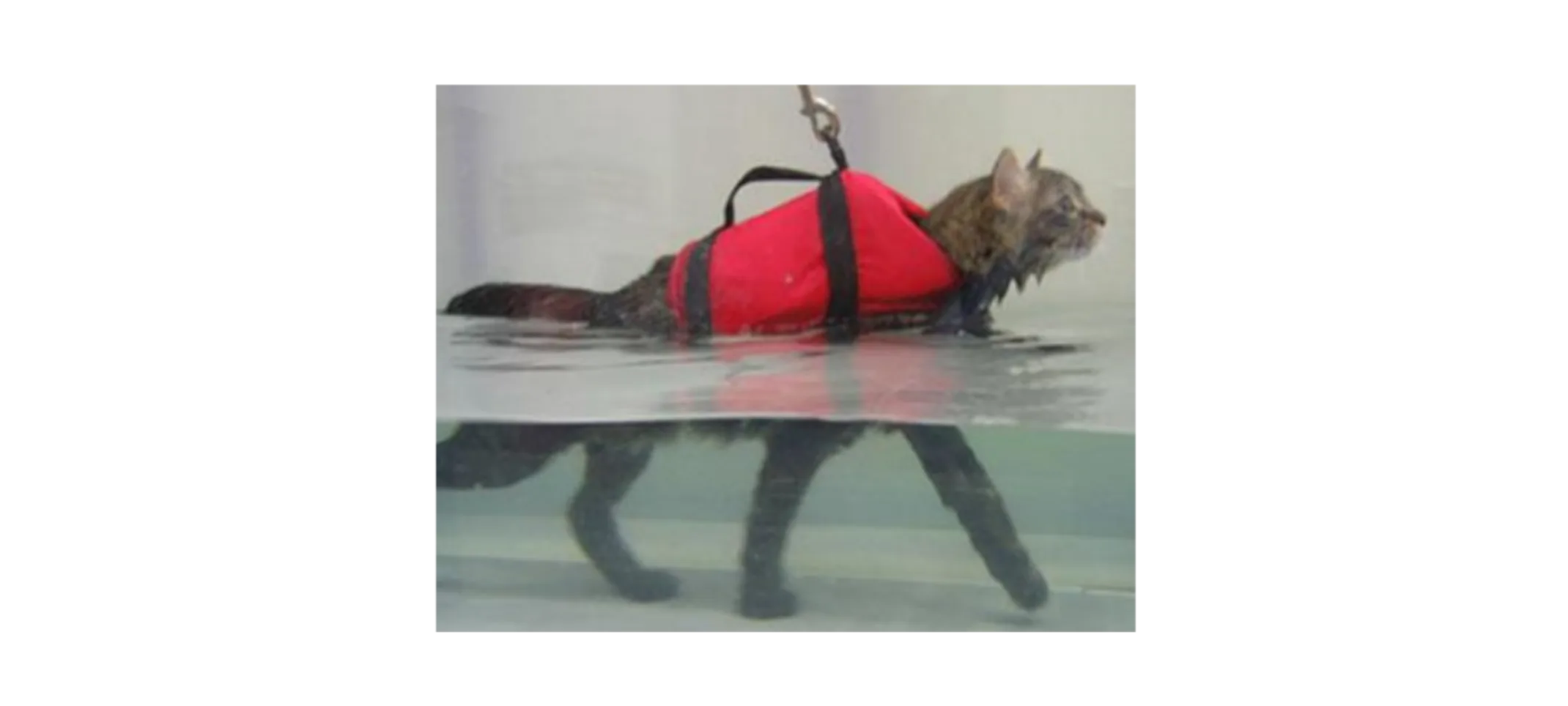 Cat in underwater treadmill Cat with a life vest using an underwater treadmill