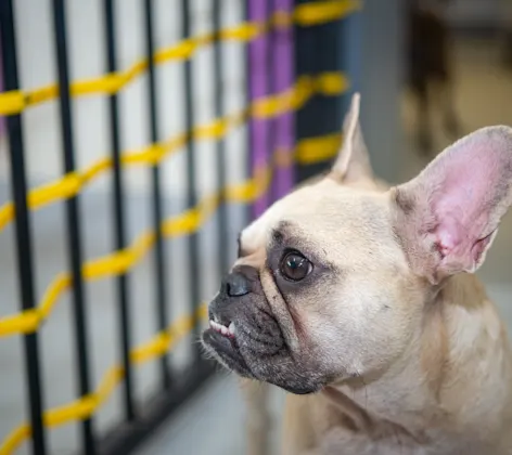 Dog at daycare Dog at daycare