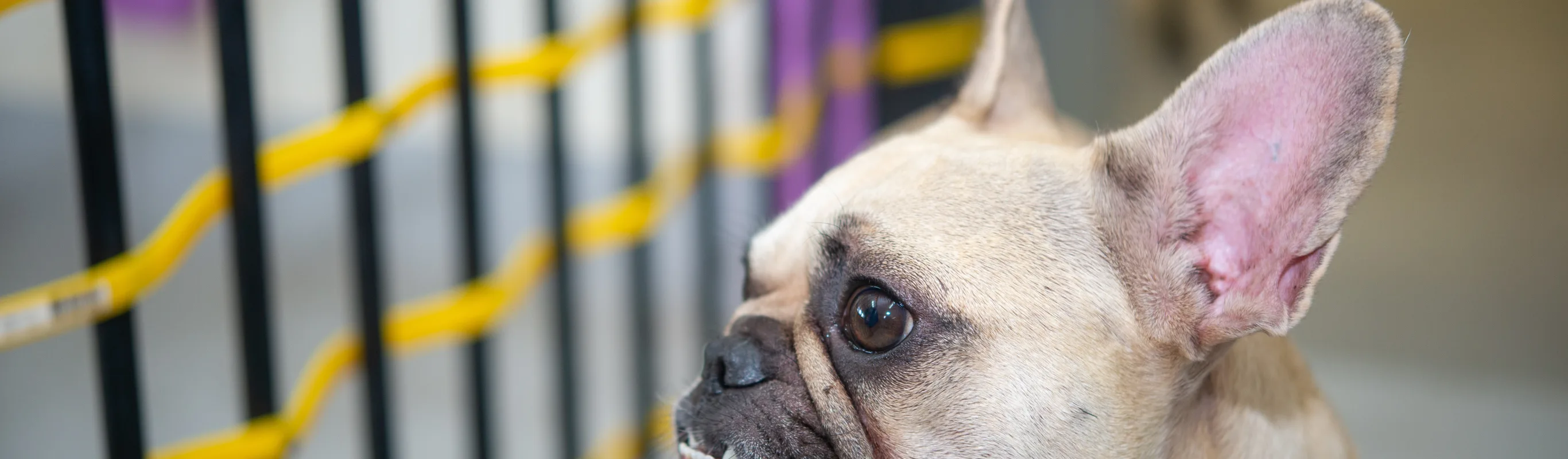 Dog at daycare