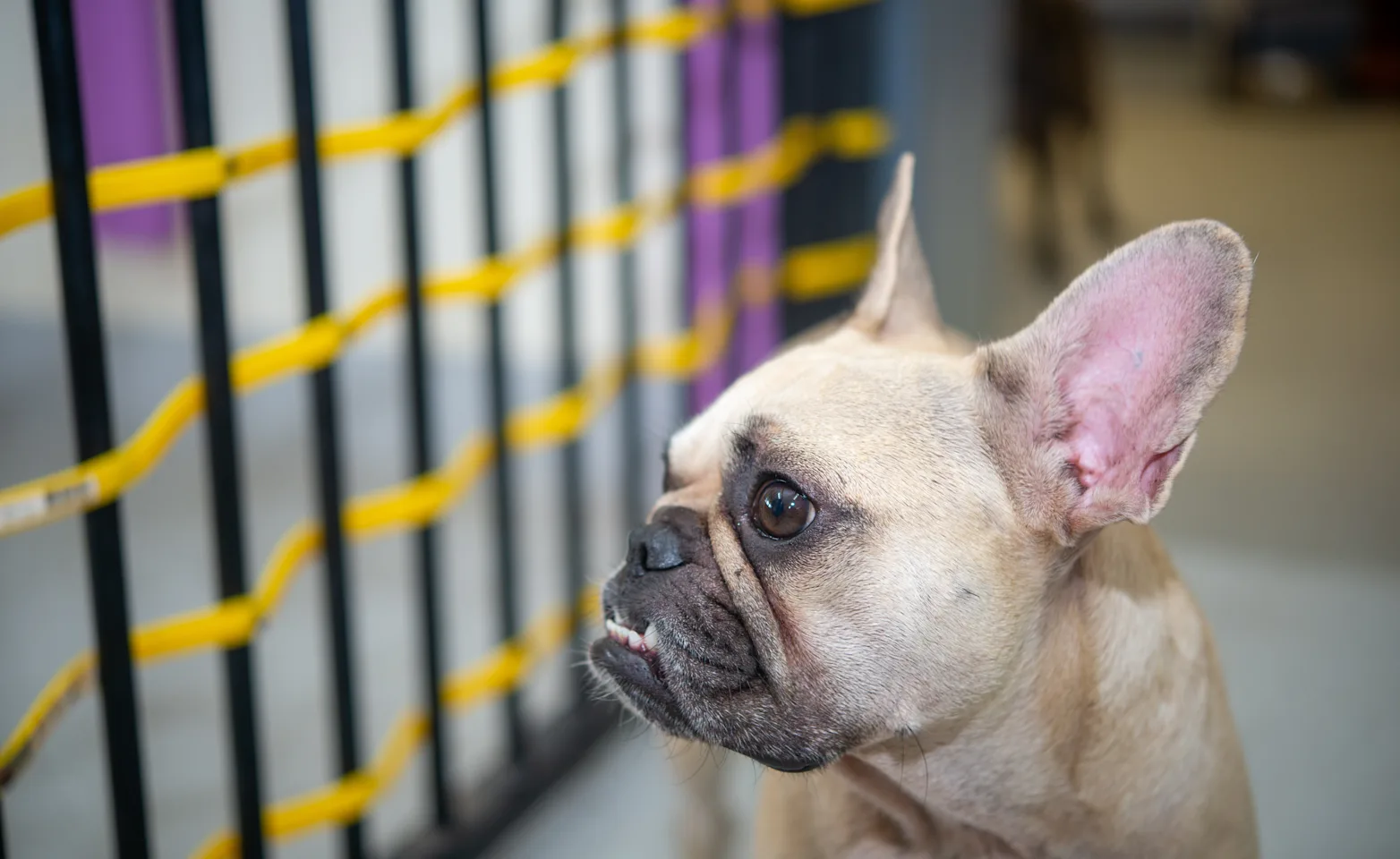 Dog at daycare