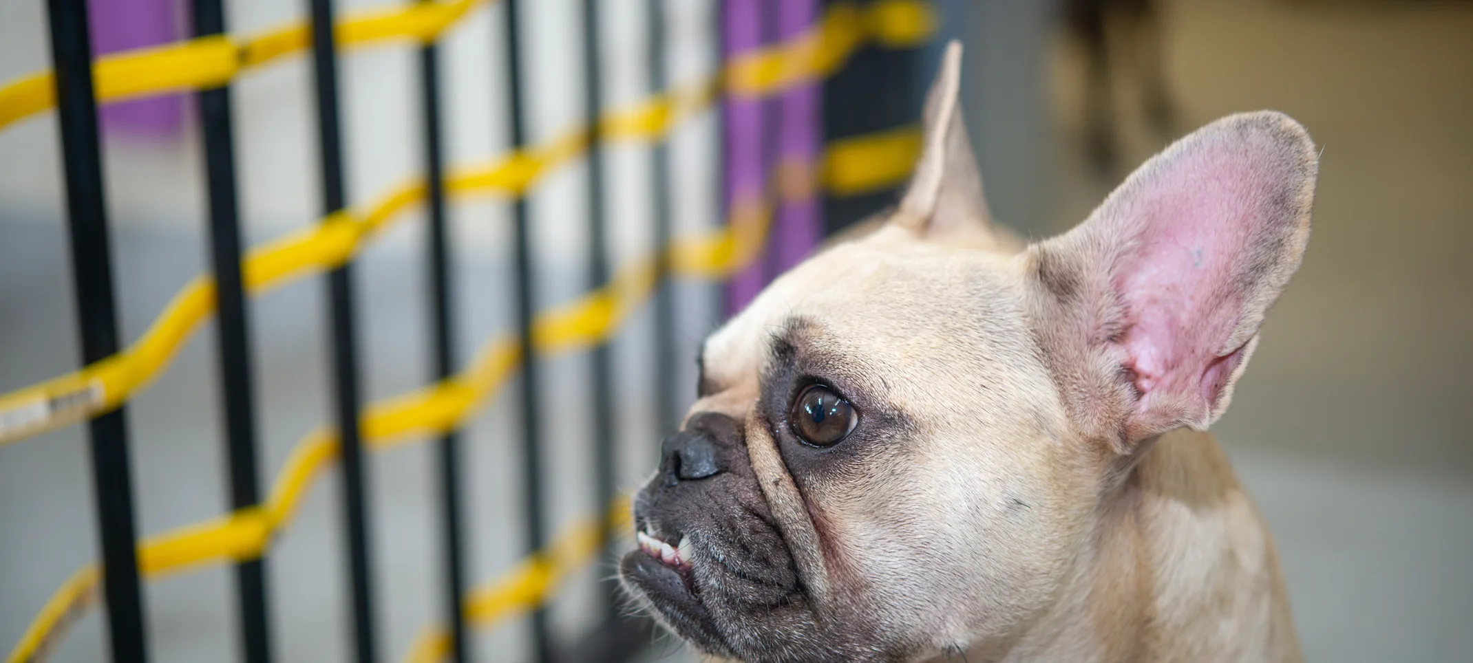 Dog at daycare