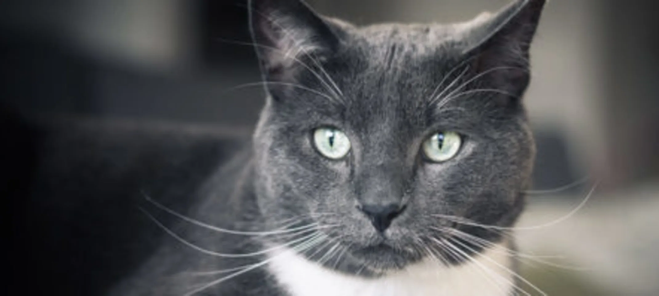 A gray cat laying down. A gray cat laying down.