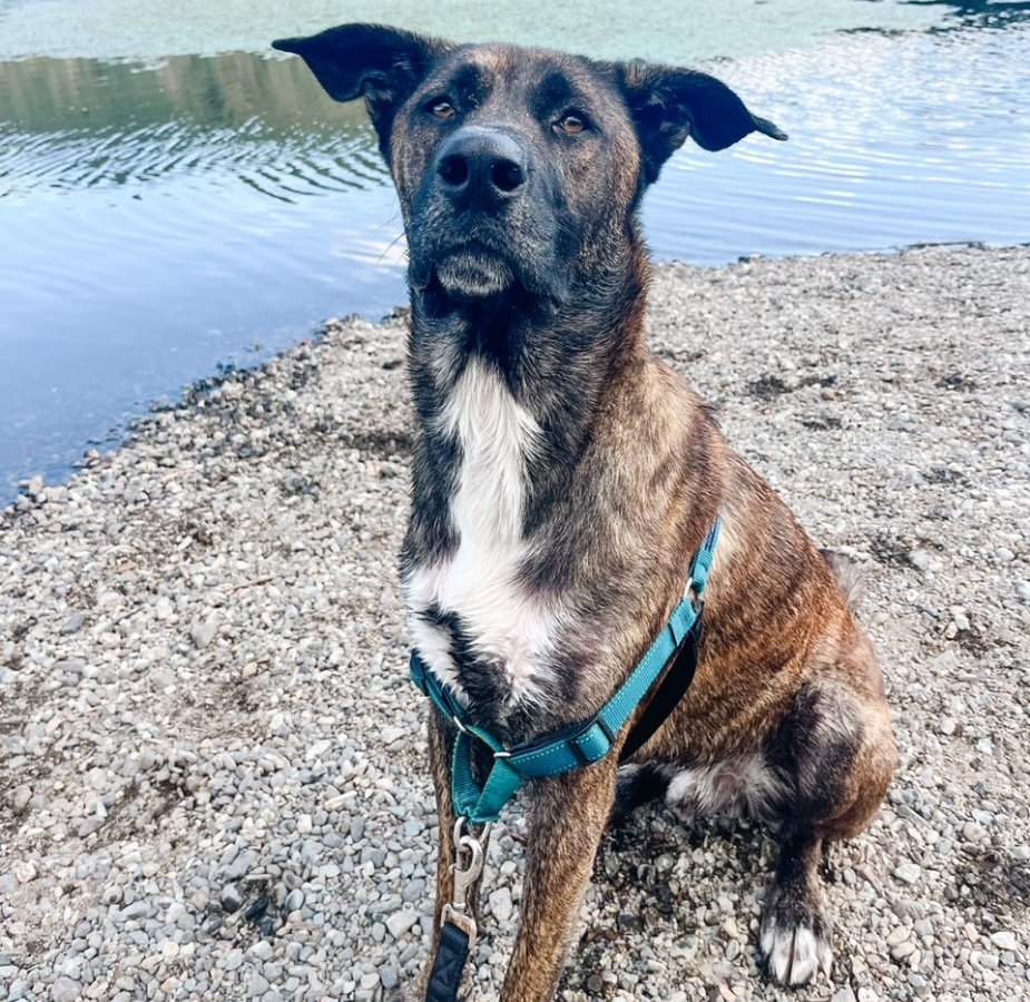 A photo of a brindle-colored dog named Nash standing at the edge of a stream