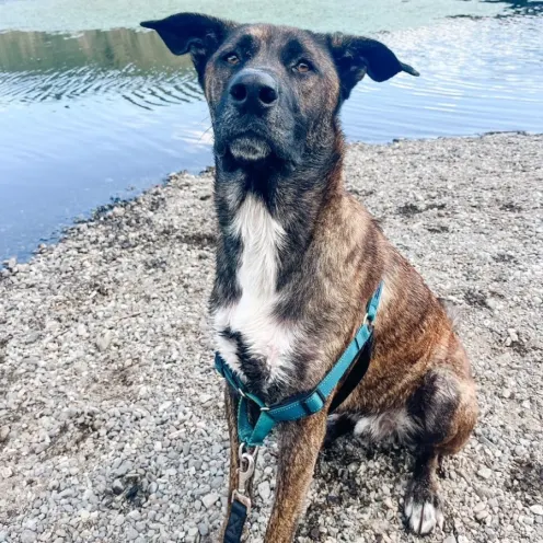A photo of a brindle-colored dog named Nash standing at the edge of a stream