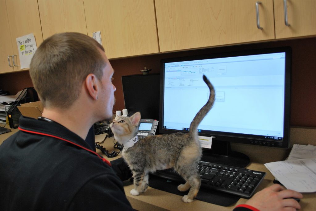 Animal Care Center of Polaris staff member using a computer while a kitten walks across keyboard