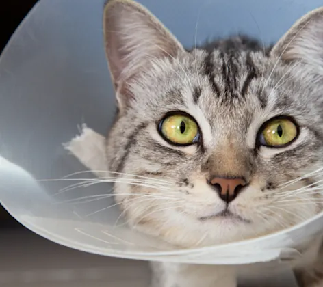 Close-up of a Gray Cat Wearing a Cone Close-up of a Gray Cat Wearing a Cone