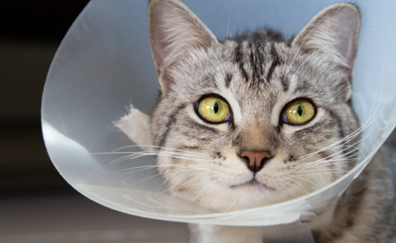 Close-up of a Gray Cat Wearing a Cone Close-up of a Gray Cat Wearing a Cone