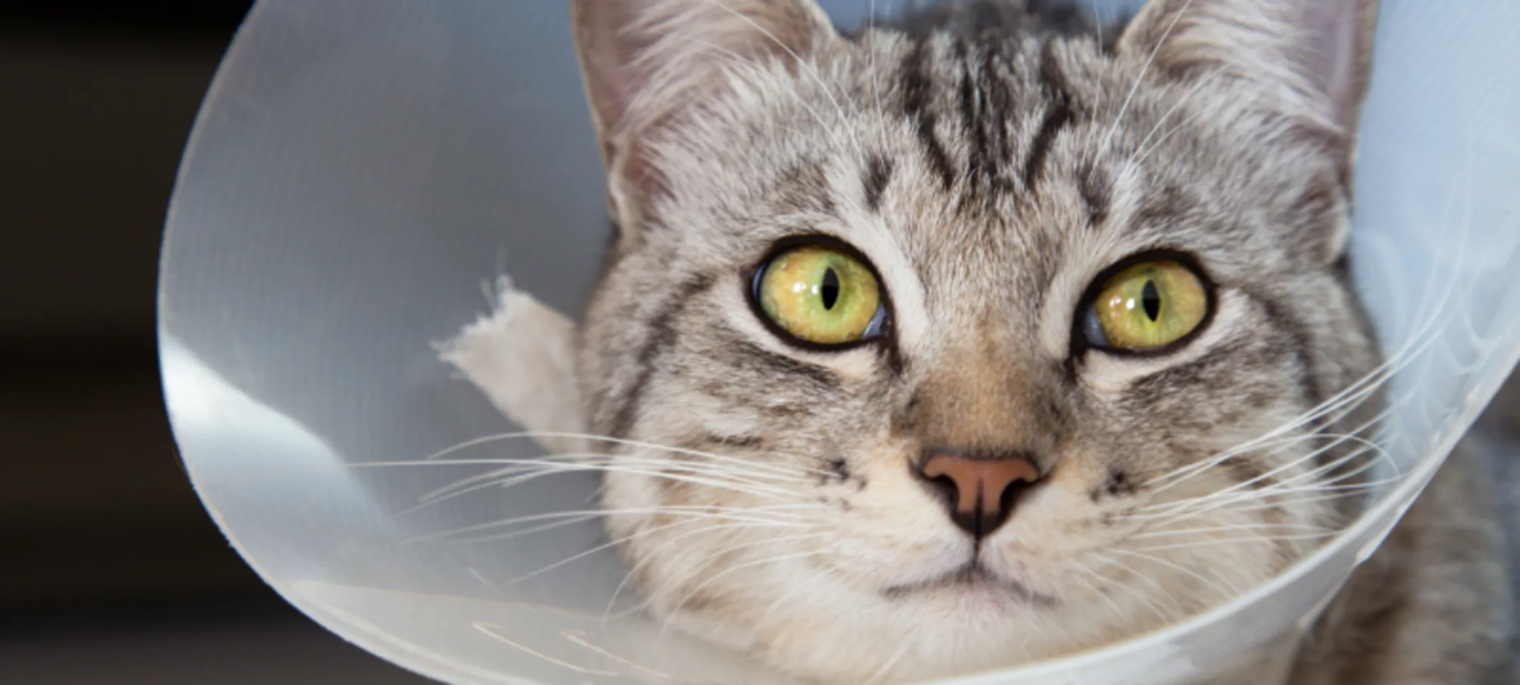 Close-up of a Gray Cat Wearing a Cone Close-up of a Gray Cat Wearing a Cone