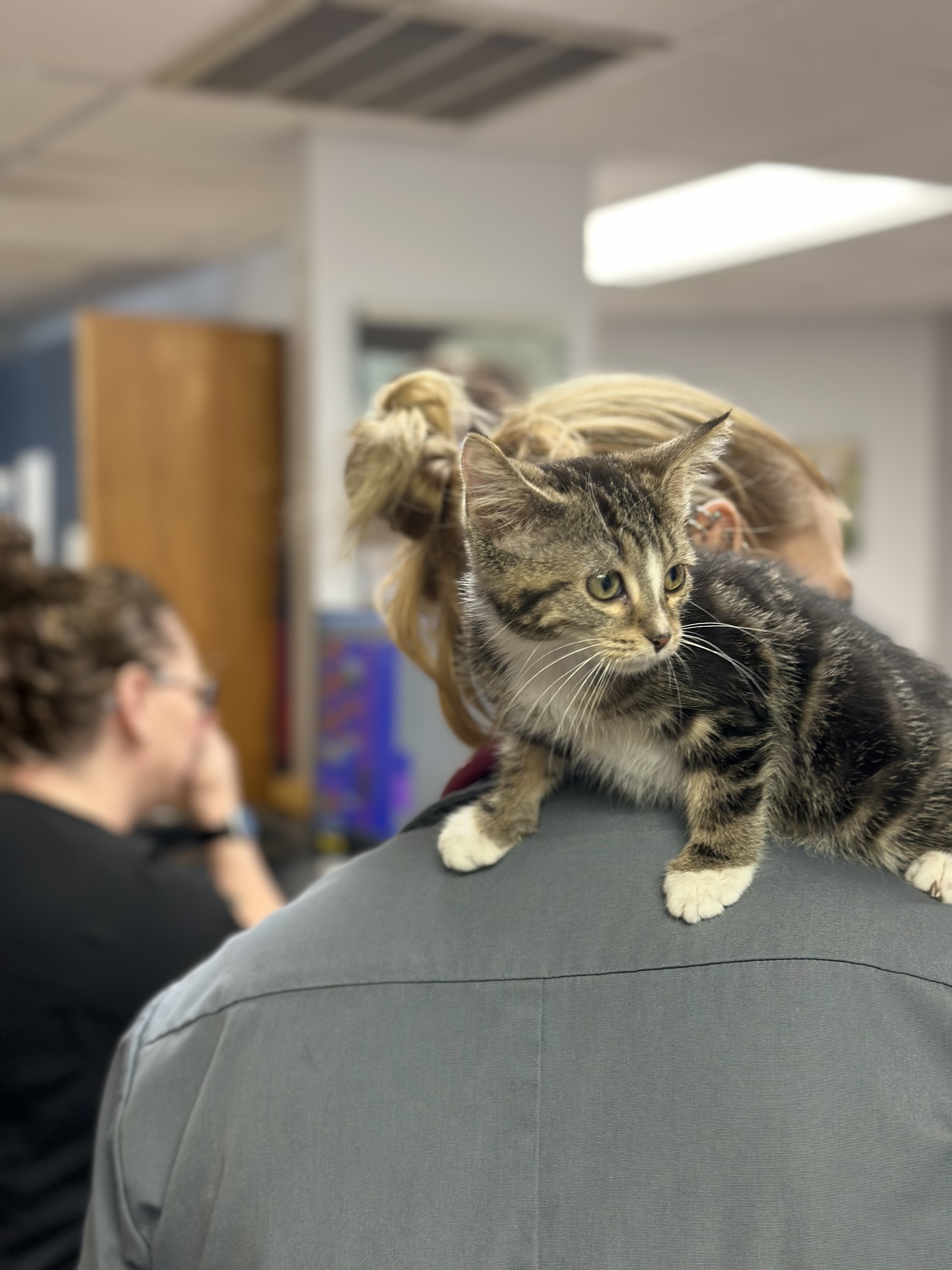 Cat Standing on Shoulders at Ferry Farm Animal Clinic