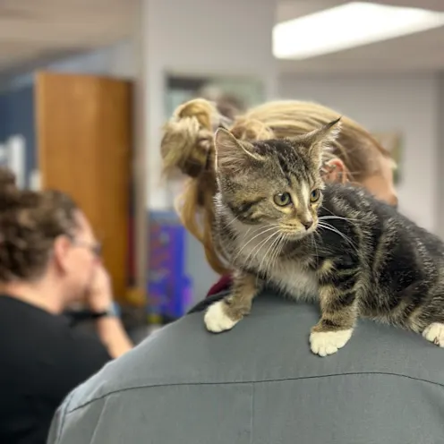 Cat Standing on Shoulders at Ferry Farm Animal Clinic Cat Standing on Shoulders at Ferry Farm Animal Clinic