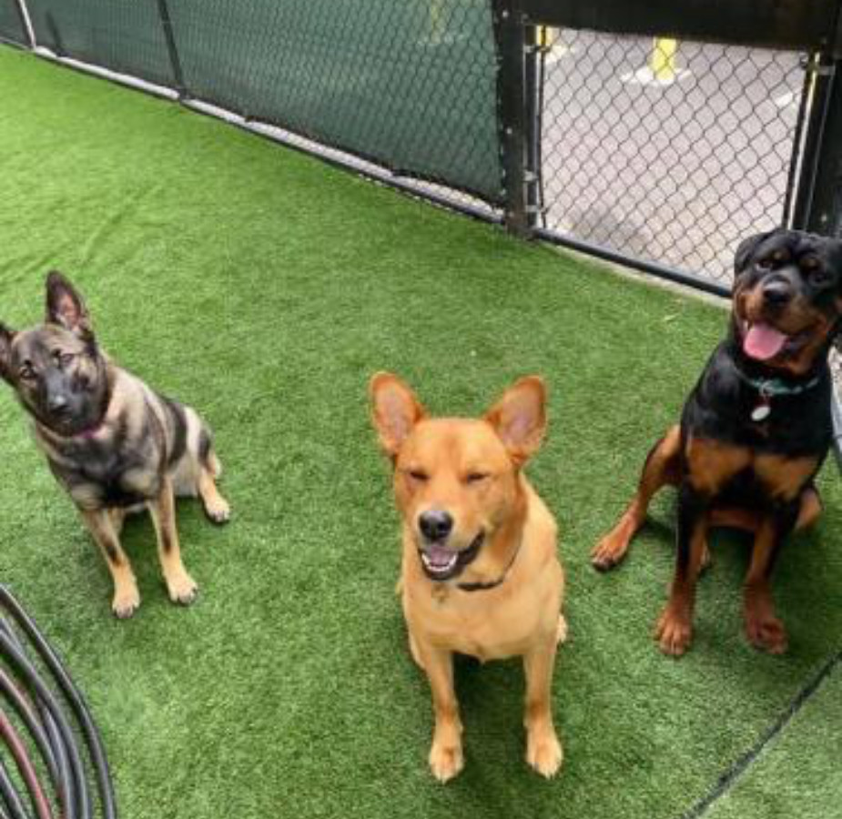 Three dogs sitting on grass