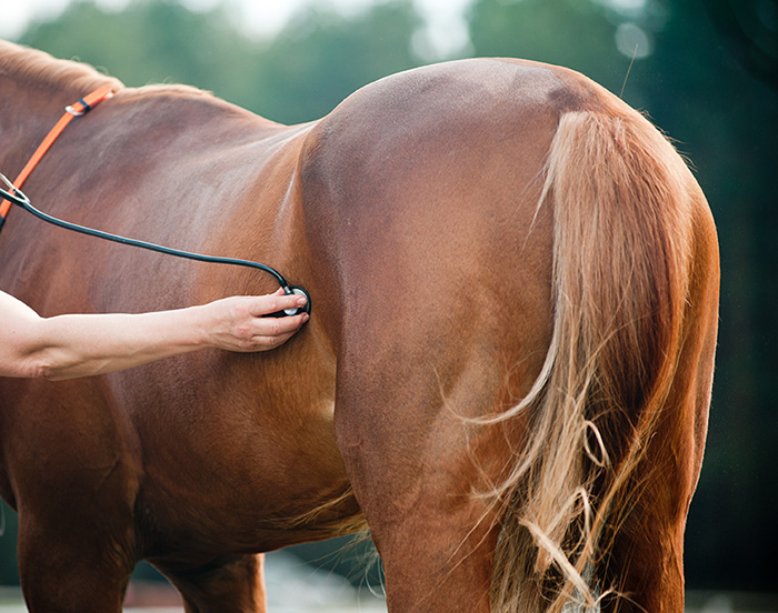 Vet using stethoscope on horse