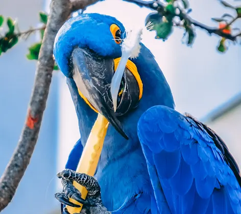 Blue Bird Biting a Stick Blue Bird Biting a Stick