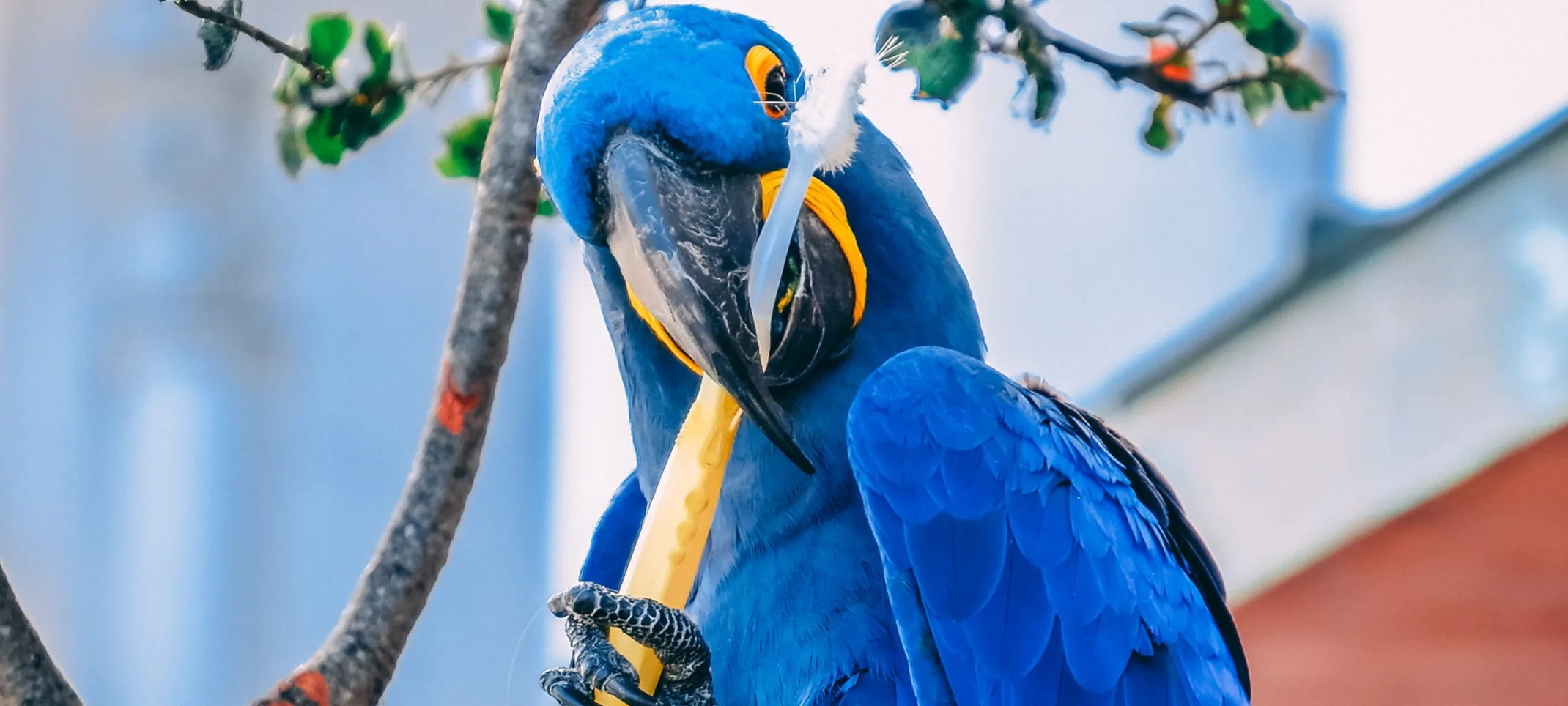 Blue Bird Biting a Stick Blue Bird Biting a Stick