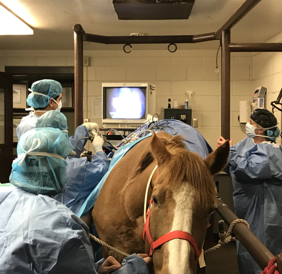 Brown and white horse receiving care from multiple staff members
